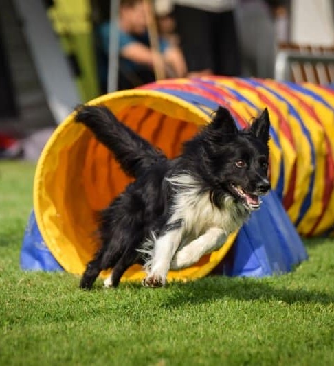 Agility