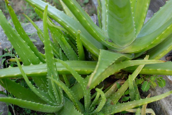 Aloe Vera για σκύλους